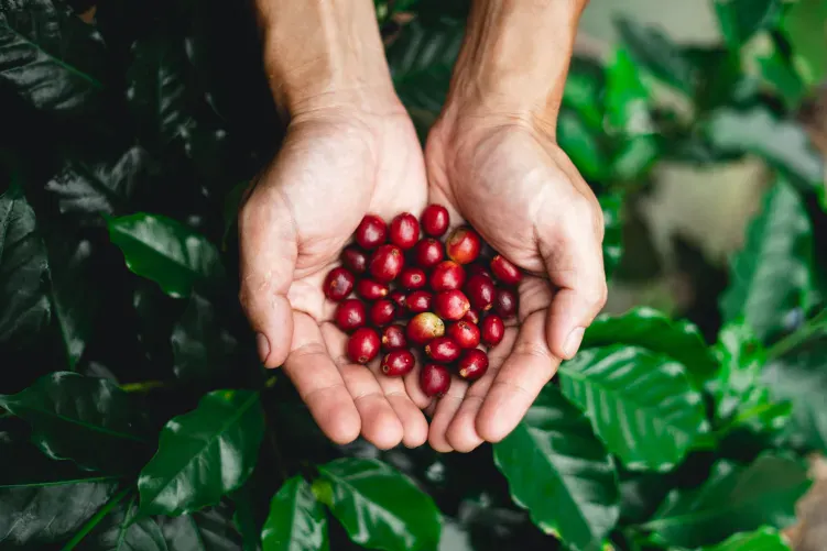 Haciendas cafeteras Caldas