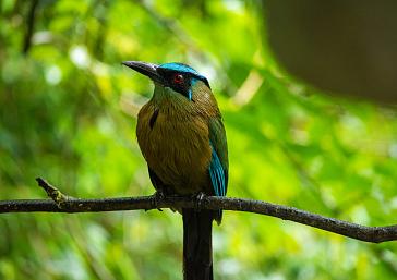 Manizales: A Paradise of Biodiversity and Birdwatching