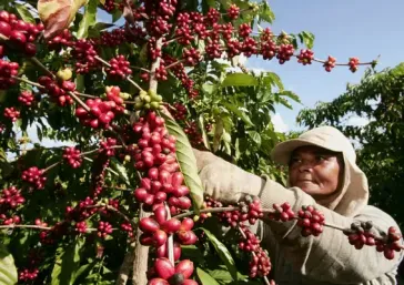 Manizales: The Heart of Coffee in the World